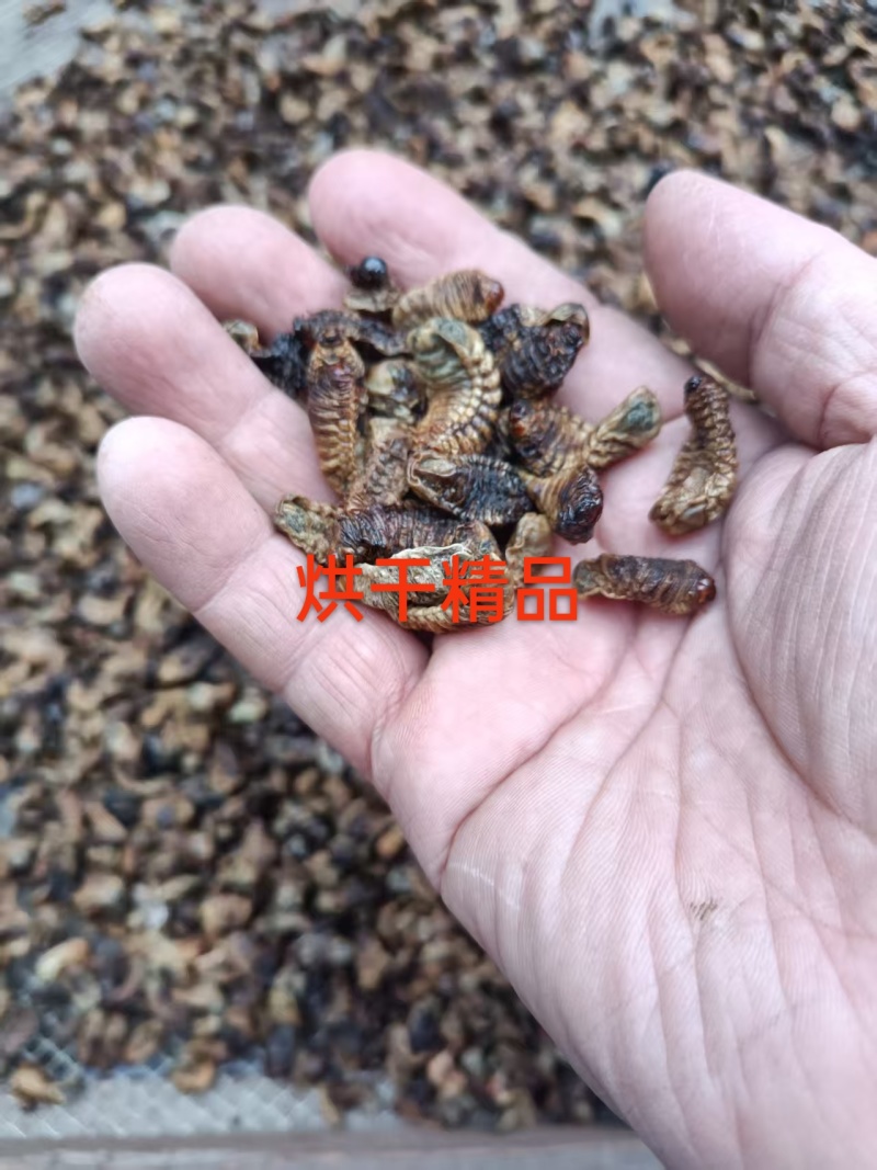金龟子幼虫中药材蛴螬野生正品土蚕老母核桃虫粪虫可磨包邮