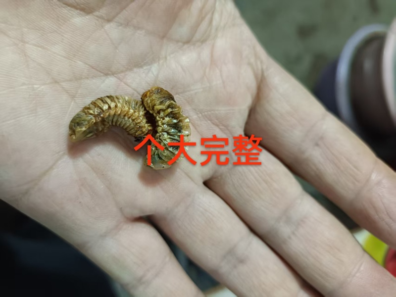 金龟子幼虫中药材蛴螬野生正品土蚕老母核桃虫粪虫可磨包邮