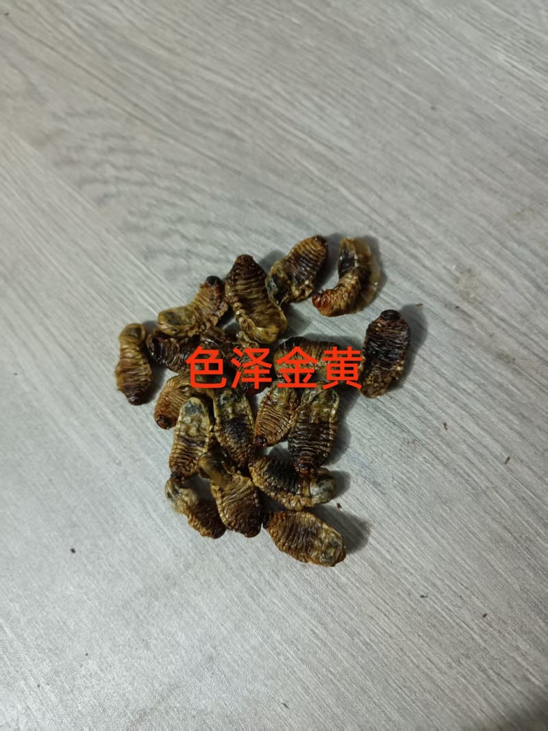金龟子幼虫中药材蛴螬野生正品土蚕老母核桃虫粪虫可磨包邮