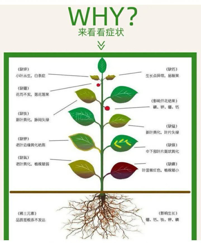 河北邯郸源沃生物科技有限公司提供