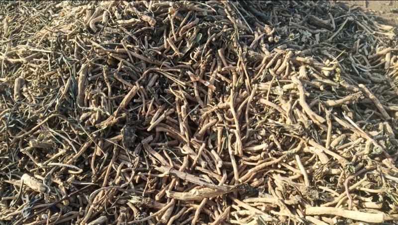 北板蓝根干货/大量批发/品质保证/产地直发/可全国发货