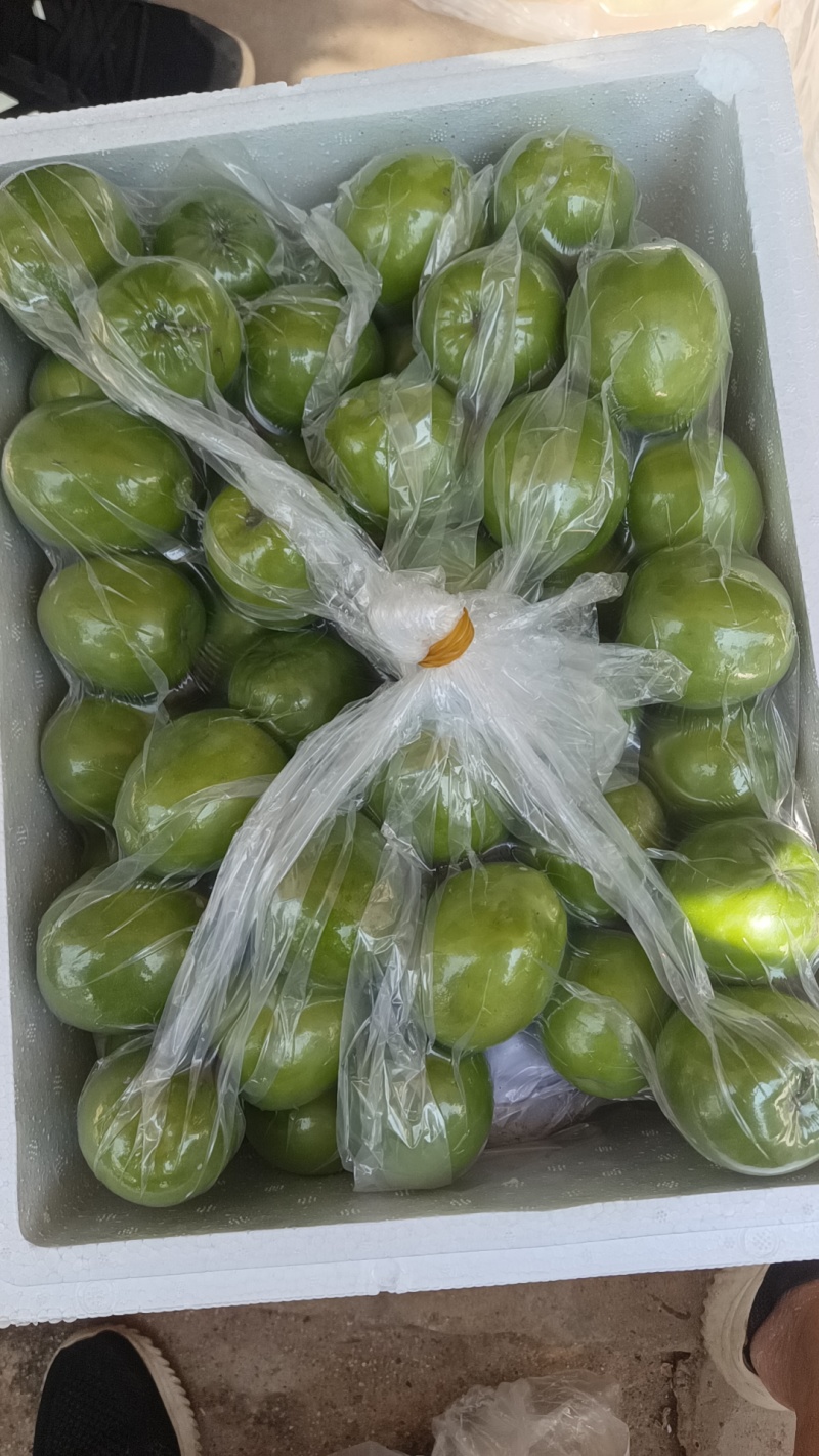 大青枣