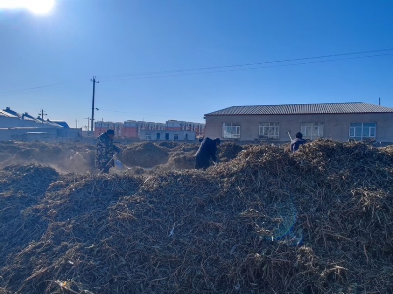 北板蓝根干货/大量批发/品质保证/产地直发/可全国发货
