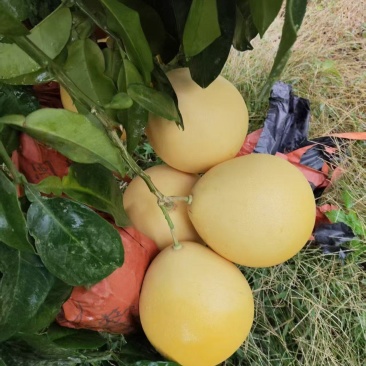 柚子