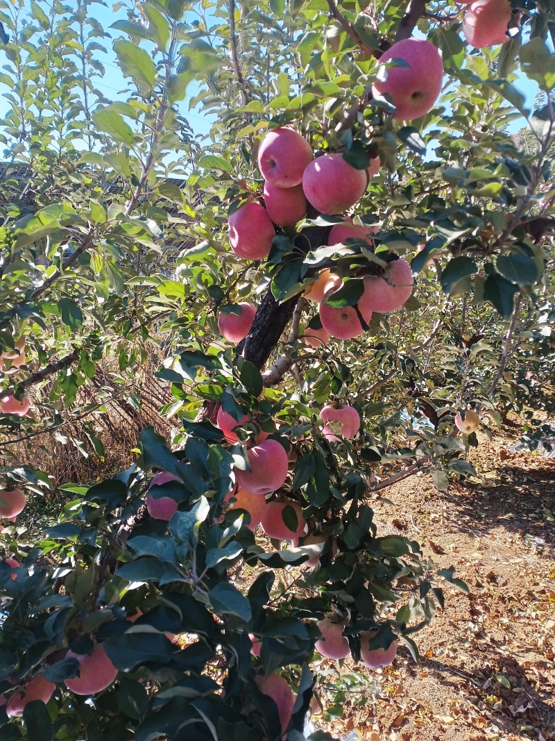 山坡的红富士苹果特别好吃甜
