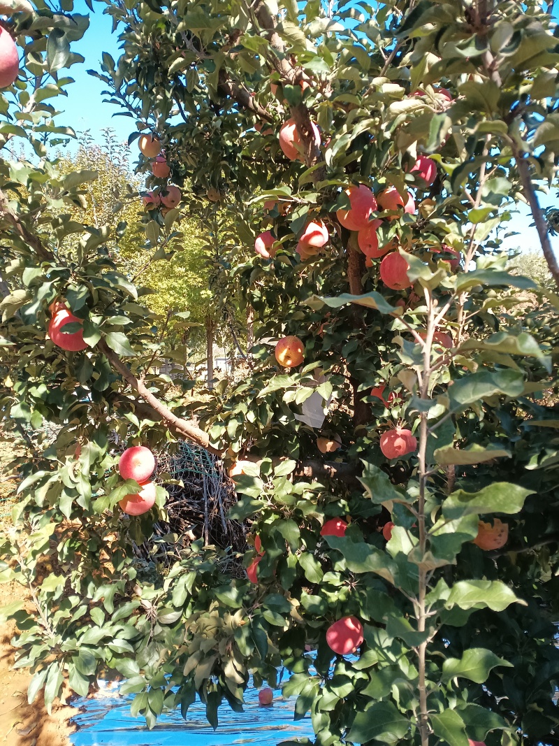 山坡的红富士苹果特别好吃甜