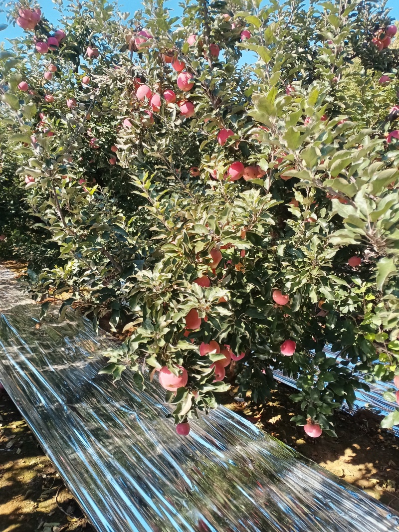 山坡的红富士苹果特别好吃甜