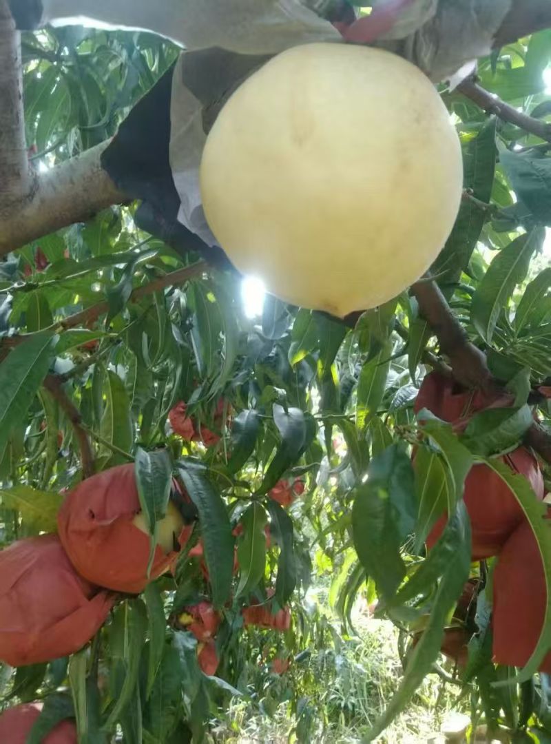 精品冬桃皮毛好果面干净口感超好物超所值大量上市
