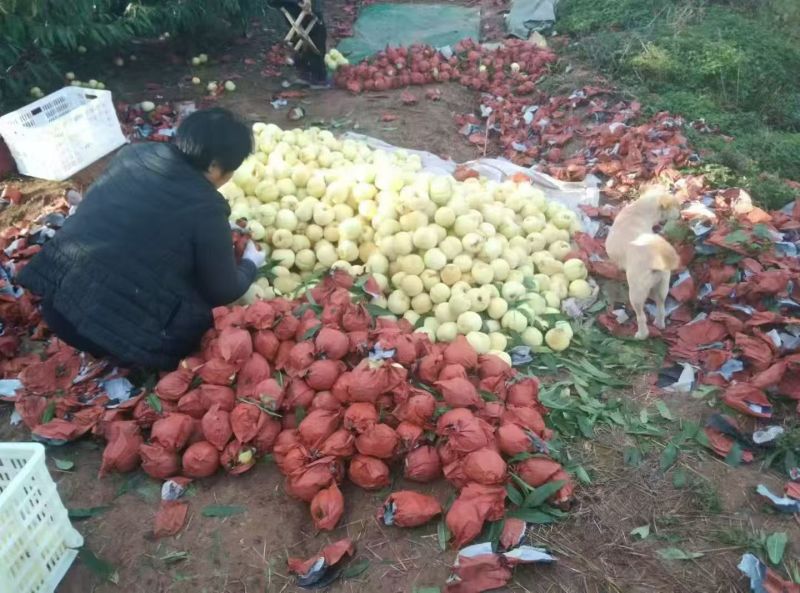 精品冬桃皮毛好果面干净口感超好物超所值大量上市