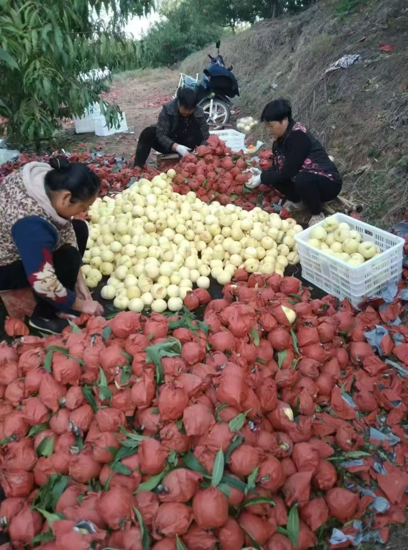 精品冬桃皮毛好果面干净口感超好物超所值大量上市