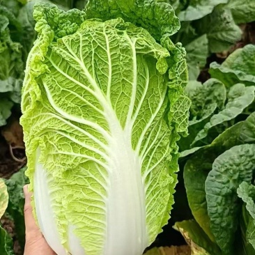 河南中牟大白菜大量上市/精品大白菜产地发货对接全国