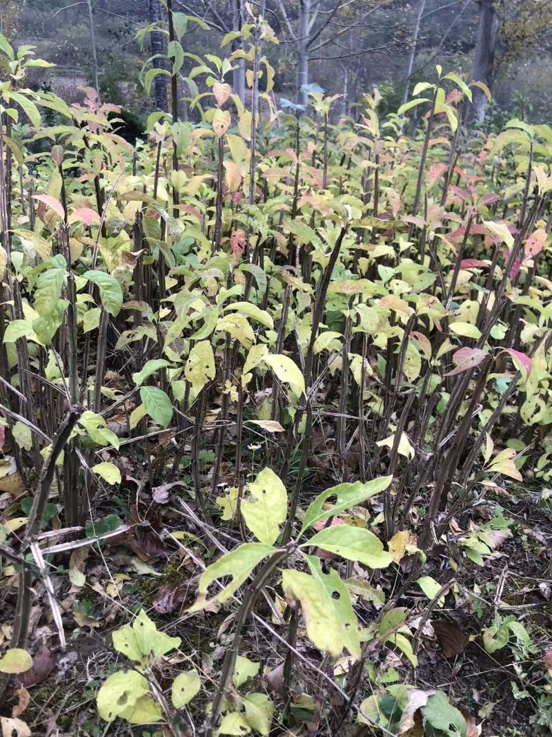 鬼箭羽苗，2年苗种籽