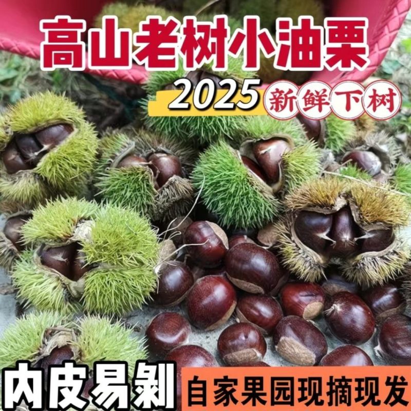【精选】正宗迁西板栗，口感软糯香甜，当季采摘，炒货专用