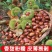 【精选】正宗迁西板栗，口感软糯香甜，当季采摘，炒货专用