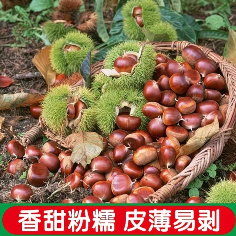 【精选】正宗迁西板栗，口感软糯香甜，当季采摘，炒货专用