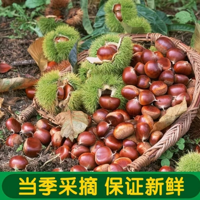 【精选】正宗迁西板栗，口感软糯香甜，当季采摘，炒货专用