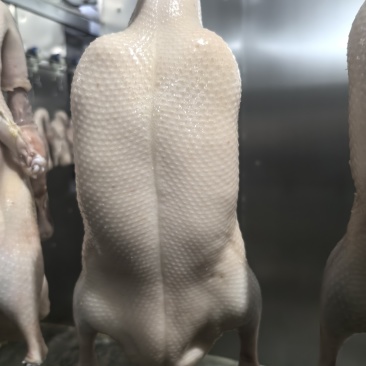 北京四系填鸭胚