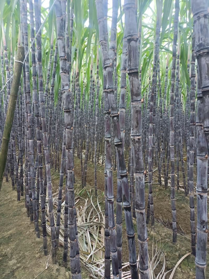 黑皮果甘蔗