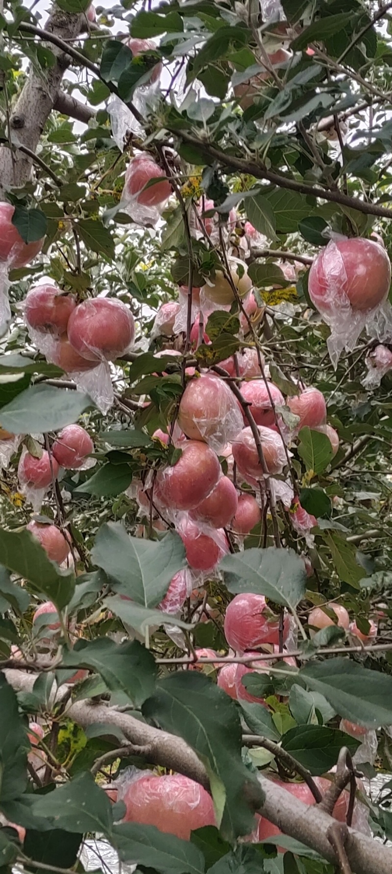 陕西红富士苹果，快递精品现摘现发55元/箱，净重10斤。
