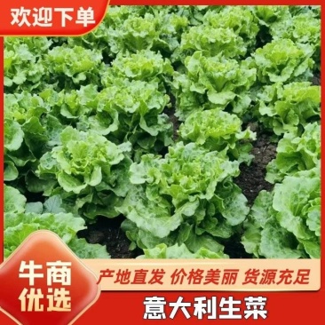 精品生菜大量上市/河南中牟意大利生菜产地直发货源充足