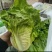 精品生菜大量上市/河南中牟意大利生菜产地直发货源充足