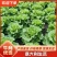 精品生菜大量上市/河南中牟意大利生菜产地直发货源充足