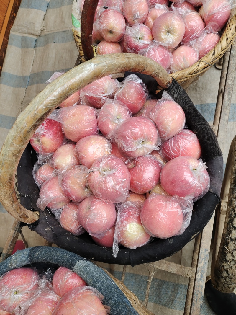 陕西红富士苹果，快递精品现摘现发55元/箱，净重10斤。