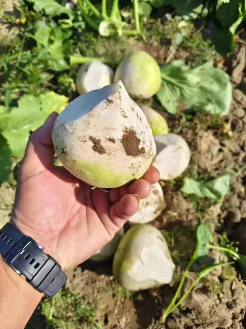 【臻选好货】吉林芥菜/电商芥菜/大量供应对接工厂批发价