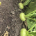 【臻选好货】吉林芥菜/电商芥菜/大量供应对接工厂批发价
