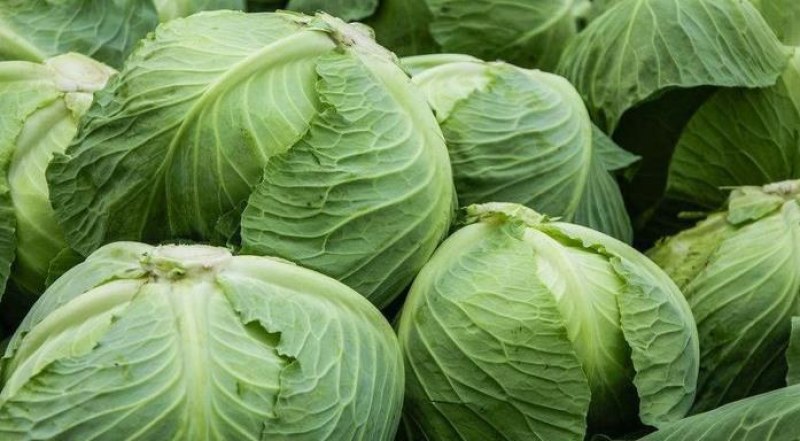 大包菜