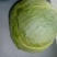 大包菜