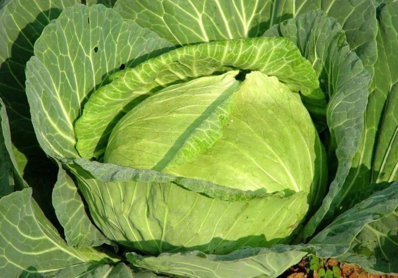 大包菜