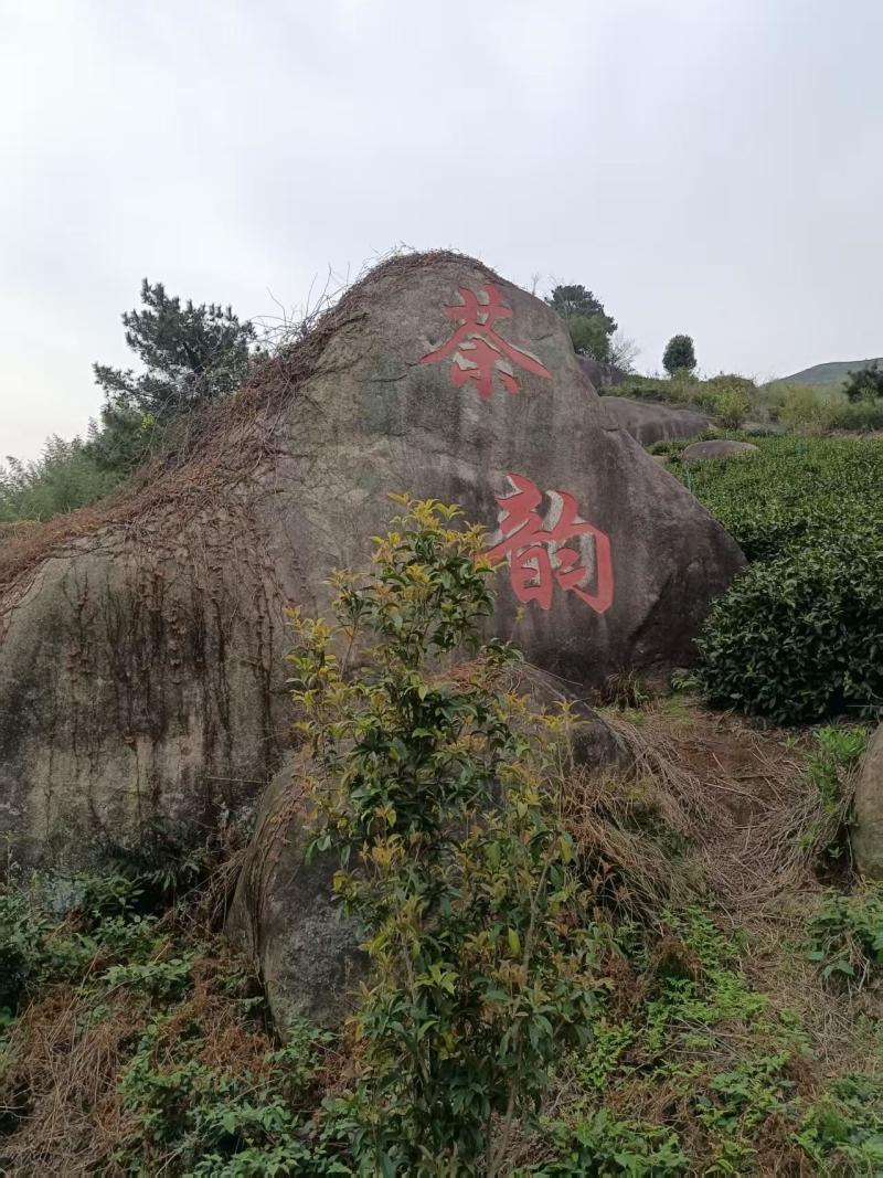 [牛]精品石婆洼白茶品质优良原产地直发欢迎选购