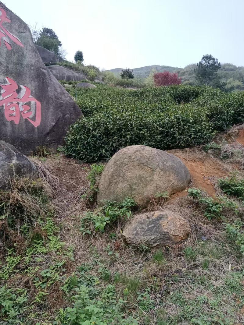 [牛]精品石婆洼白茶品质优良原产地直发欢迎选购