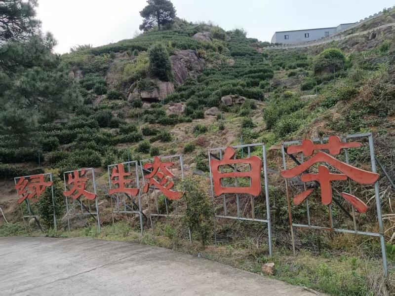 [牛]精品石婆洼白茶品质优良原产地直发欢迎选购