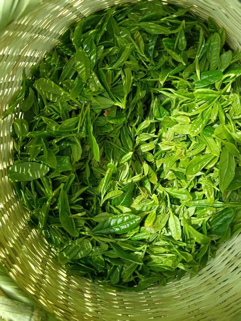 [牛]精品石婆洼白茶品质优良原产地直发欢迎选购