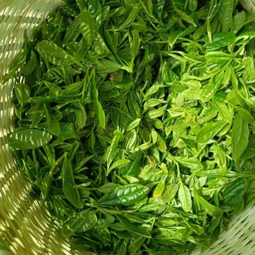 [牛]精品石婆洼白茶品质优良原产地直发欢迎选购