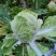翠龙秋晓大白菜10吨