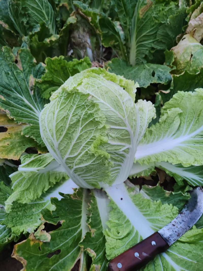 翠龙秋晓大白菜10吨