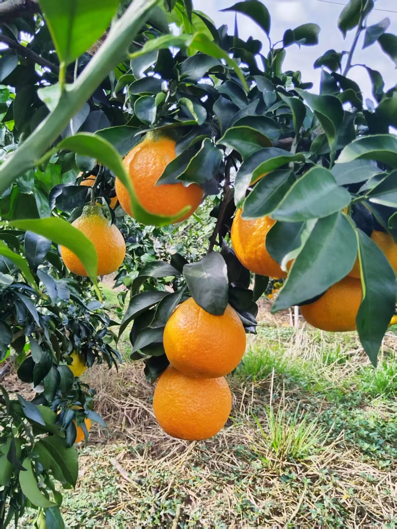橙爱媛果冻橙/橙子/爱媛橙基地直发品质保证