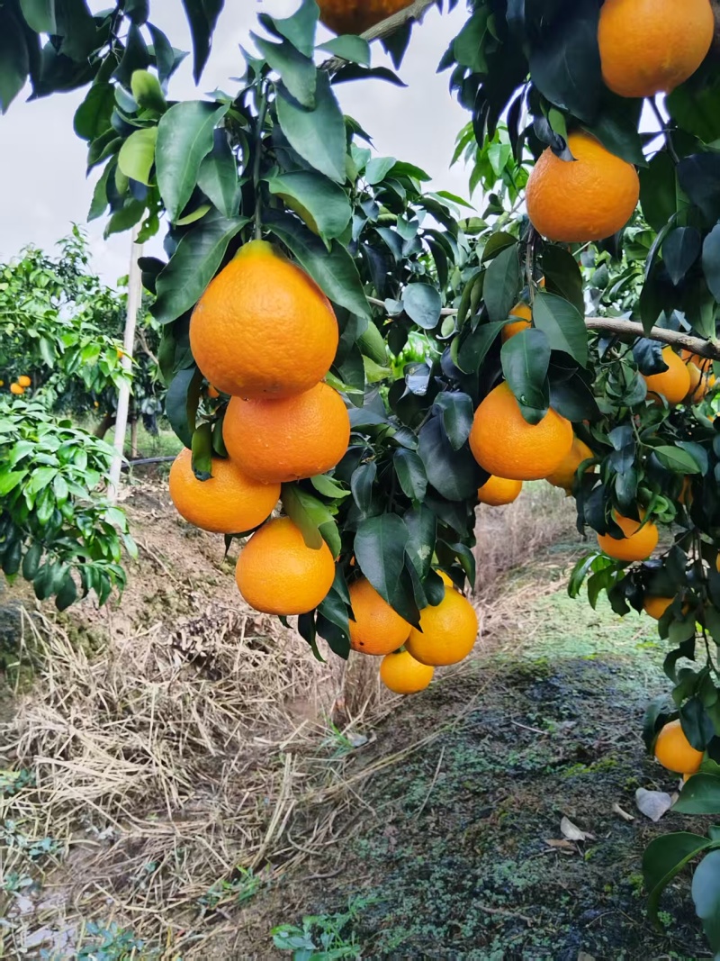 橙爱媛果冻橙/橙子/爱媛橙基地直发品质保证