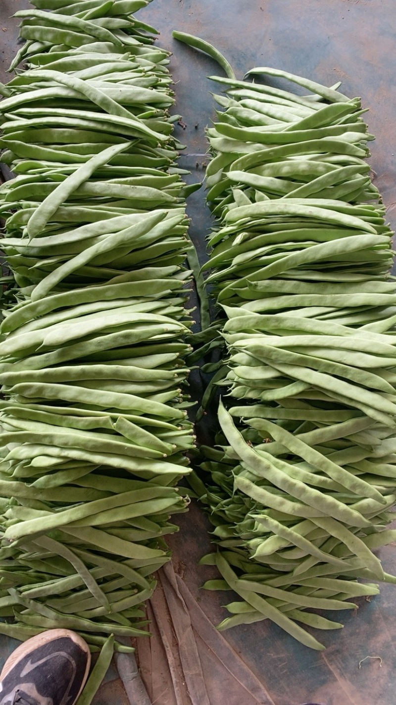 山东精品扁青芸豆大量供应产地直发品质保证量大价优全国发货