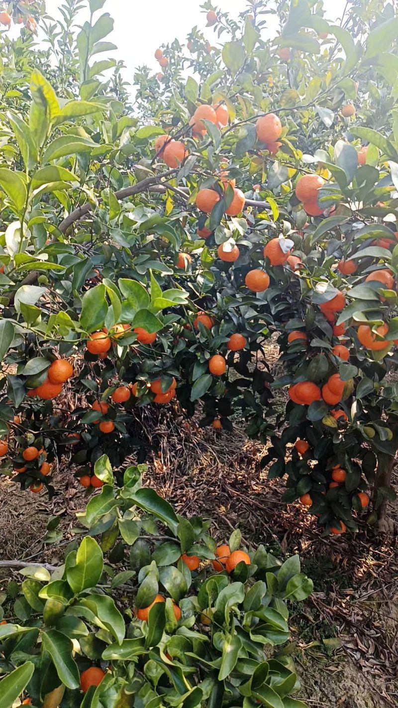 广西河池宜州砂糖橘