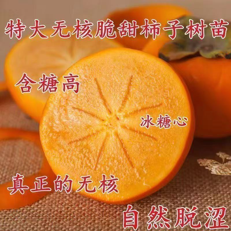 正宗嫁接脆甜柿子苗特大果耐寒无核盆栽地栽南北方可种