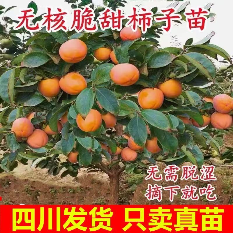 正宗嫁接脆甜柿子苗特大果耐寒无核盆栽地栽南北方可种