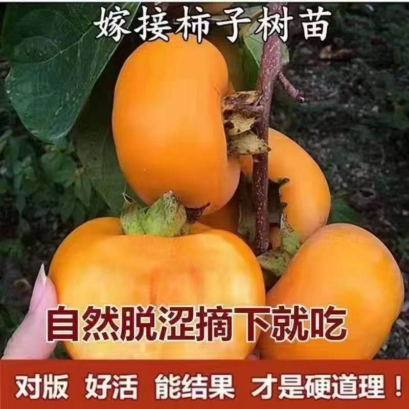正宗嫁接脆甜柿子苗特大果耐寒无核盆栽地栽南北方可种