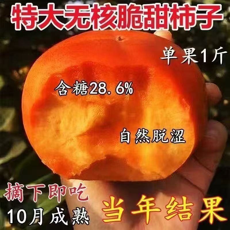 正宗嫁接脆甜柿子苗特大果耐寒无核盆栽地栽南北方可种