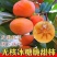 正宗嫁接脆甜柿子苗特大果耐寒无核盆栽地栽南北方可种