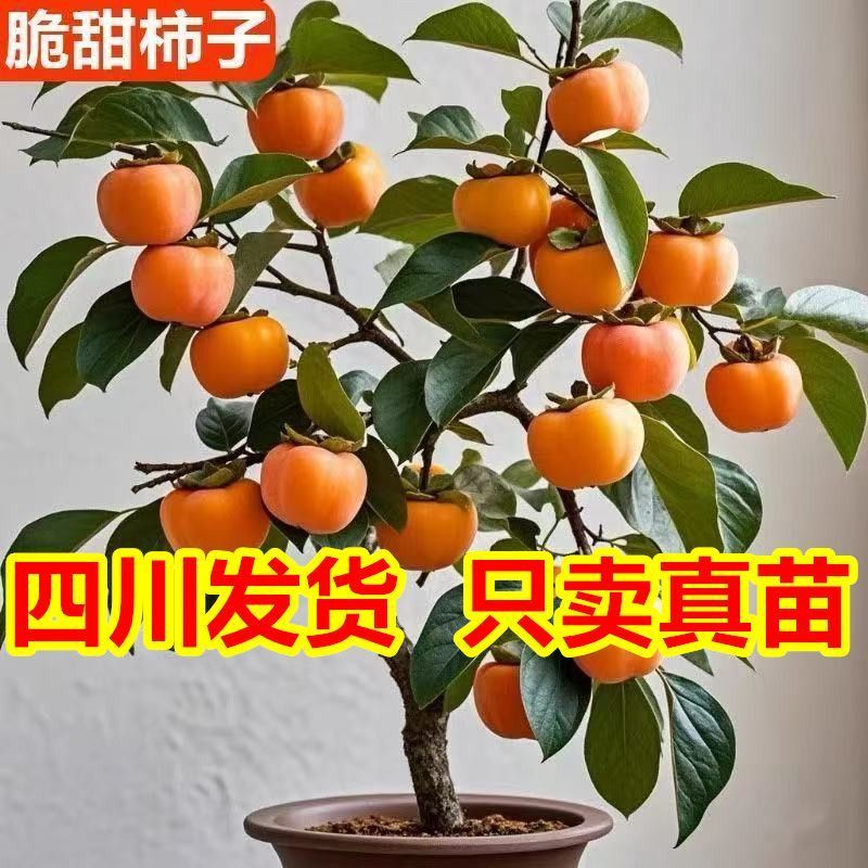 正宗嫁接脆甜柿子苗特大果耐寒无核盆栽地栽南北方可种
