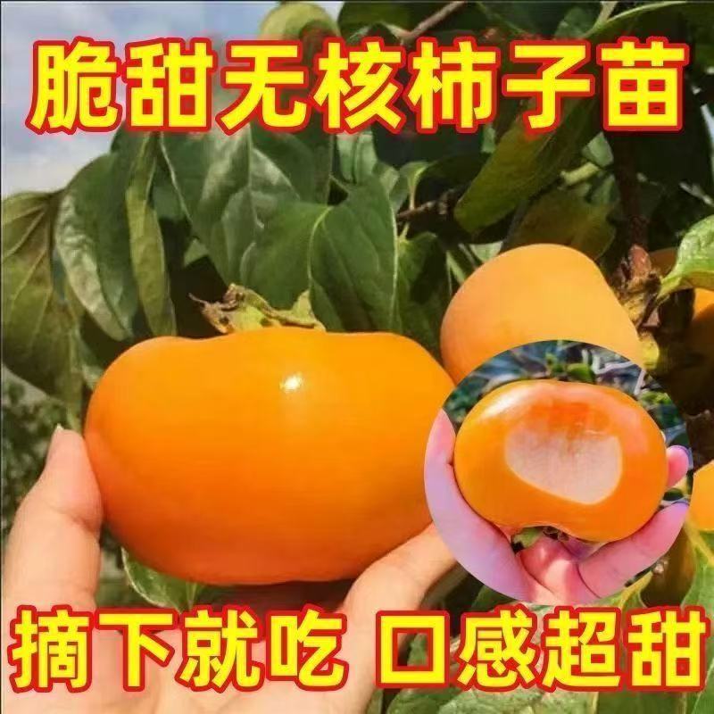 正宗嫁接脆甜柿子苗特大果耐寒无核盆栽地栽南北方可种
